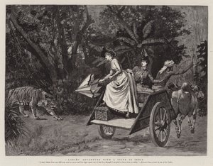 Abenteuer der Damen mit einem Tiger in Indien von Percy Macquoid